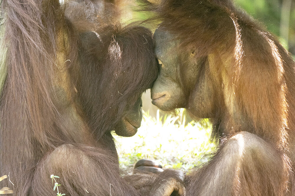 monkey1